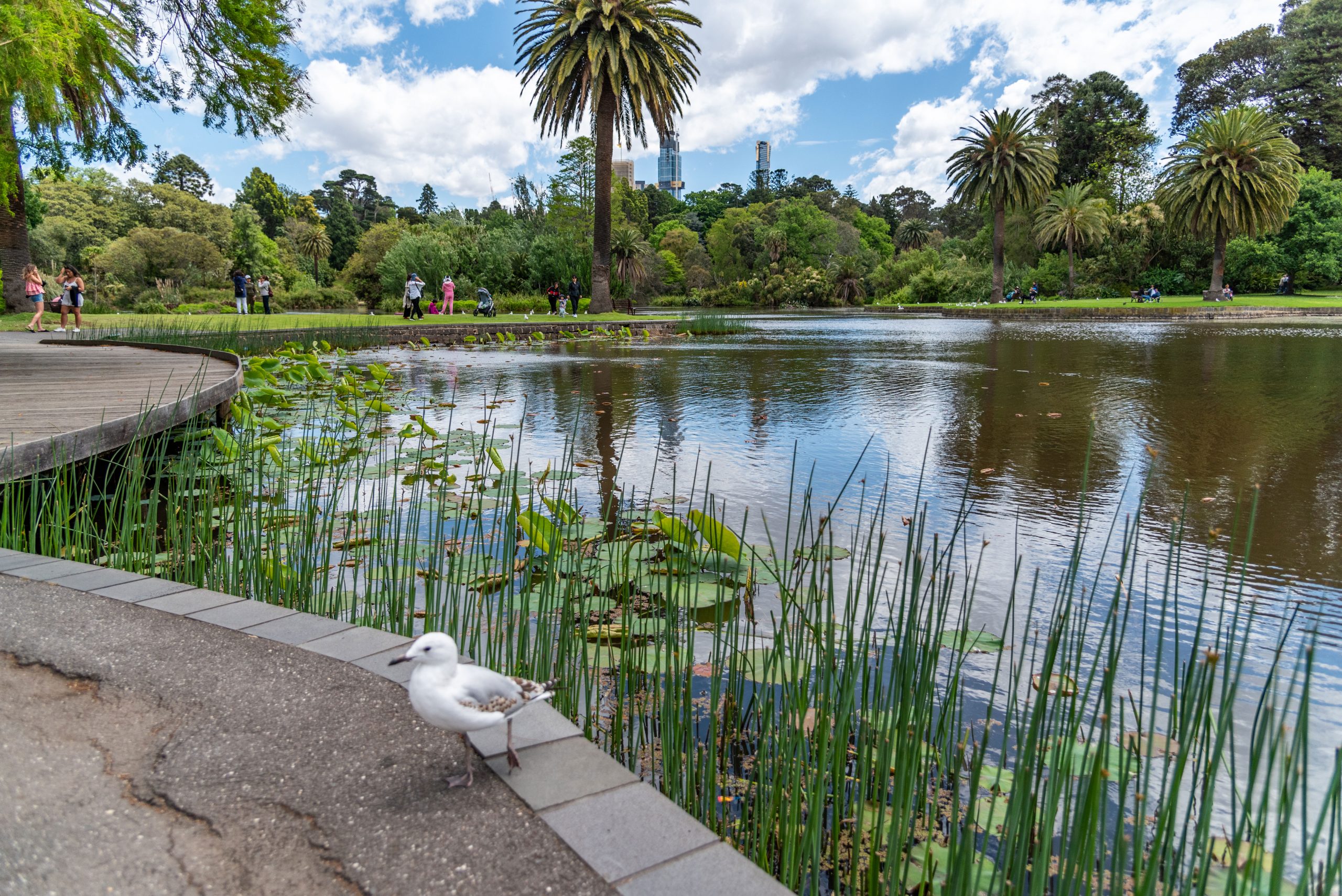 Besök Botaniska Trädgården i Melbourne