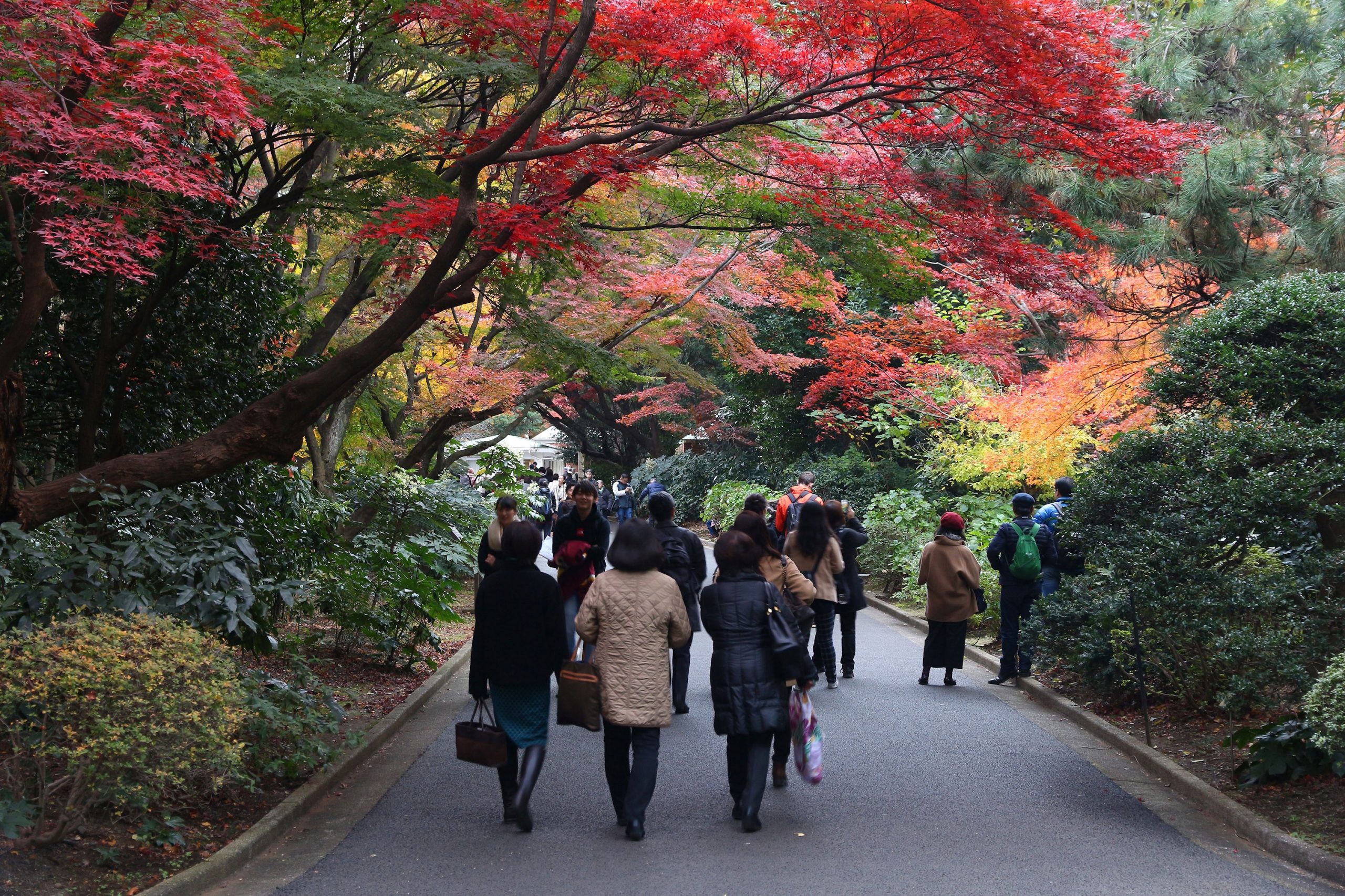 Shinjuku Gyoen Nationalträdgård i Tokyo