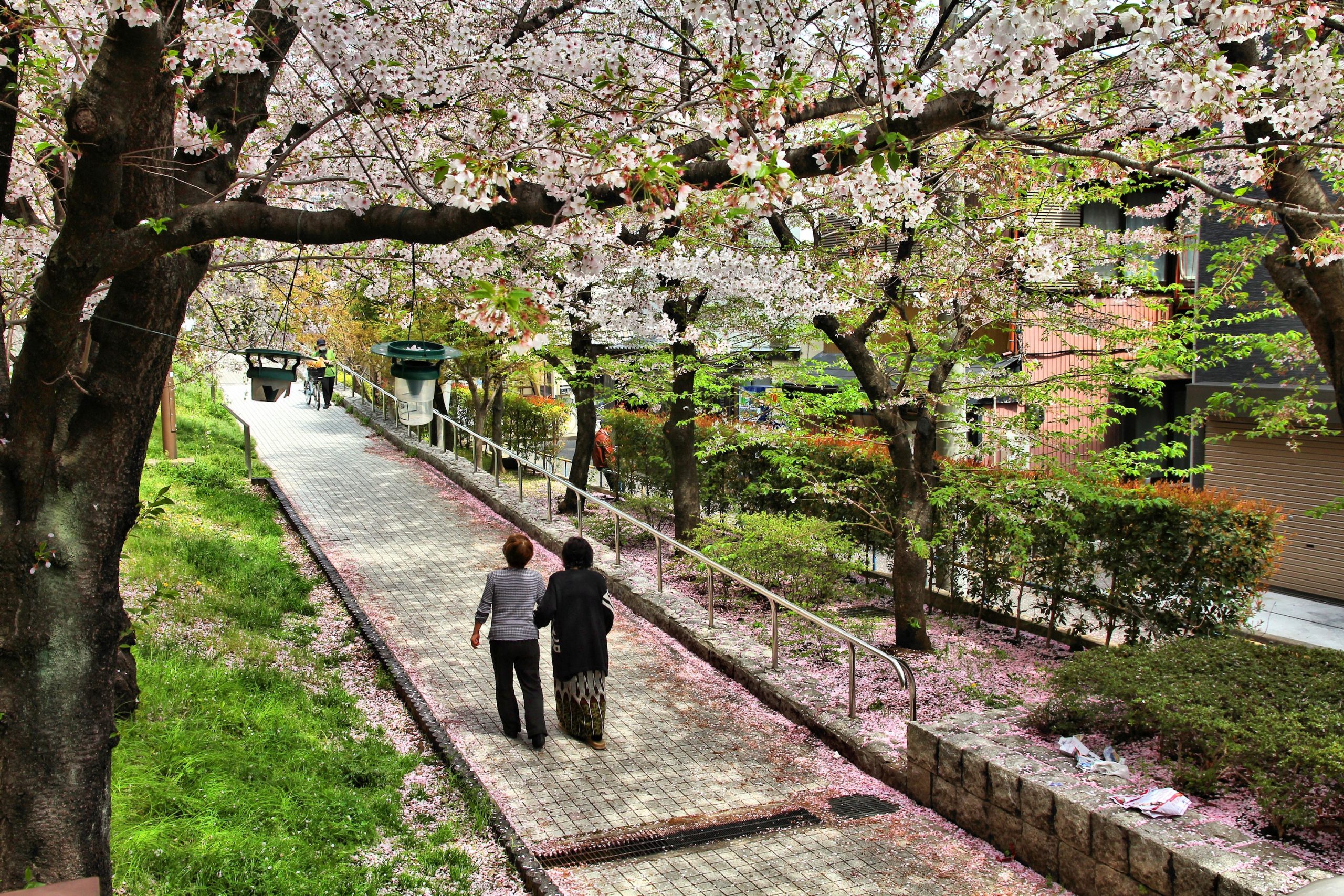 Våren i Tokyo