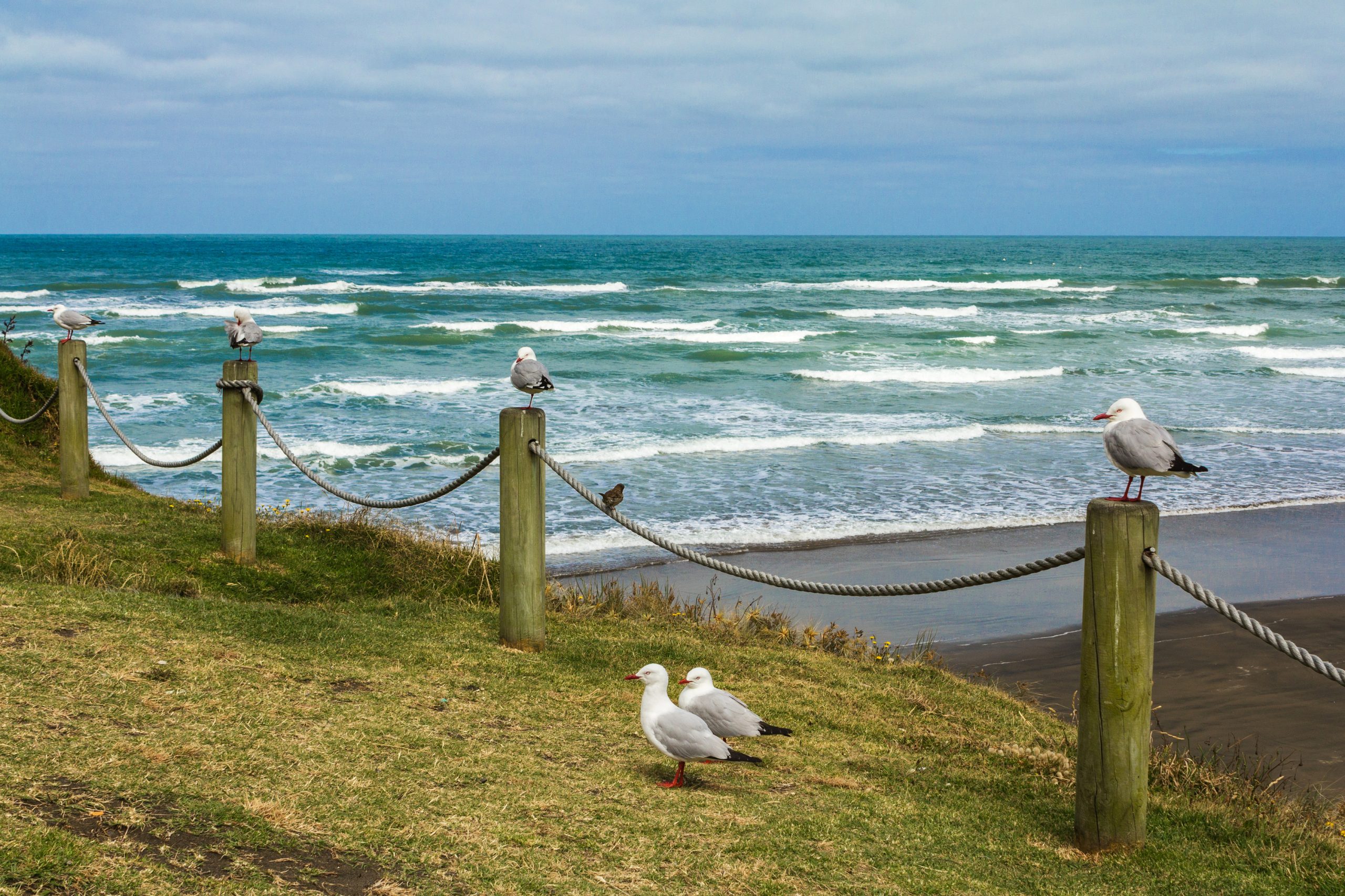 ultimata reseguiden Auckland Muriwai-stranden